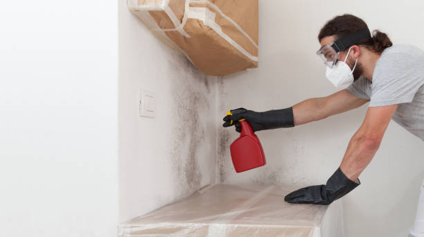 Professional Basement Mold Remediation technician working in Eagle, MI