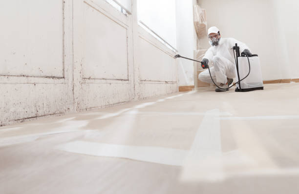 24/7 Emergency Basement Mold Remediation experts in Eagle, MI
