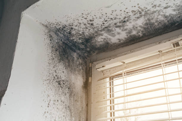 Affordable Basement Mold Remediation solutions in Eagle, MI